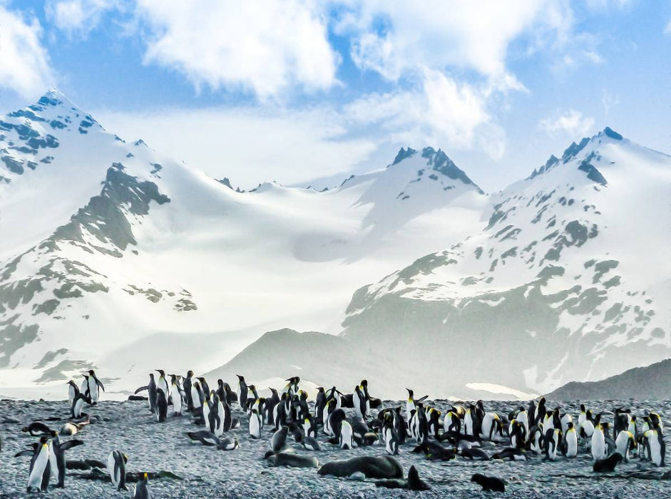 Pinguin Kolonie im Naturparadies Antarktis - CALVENDO Foto-Puzzle'
