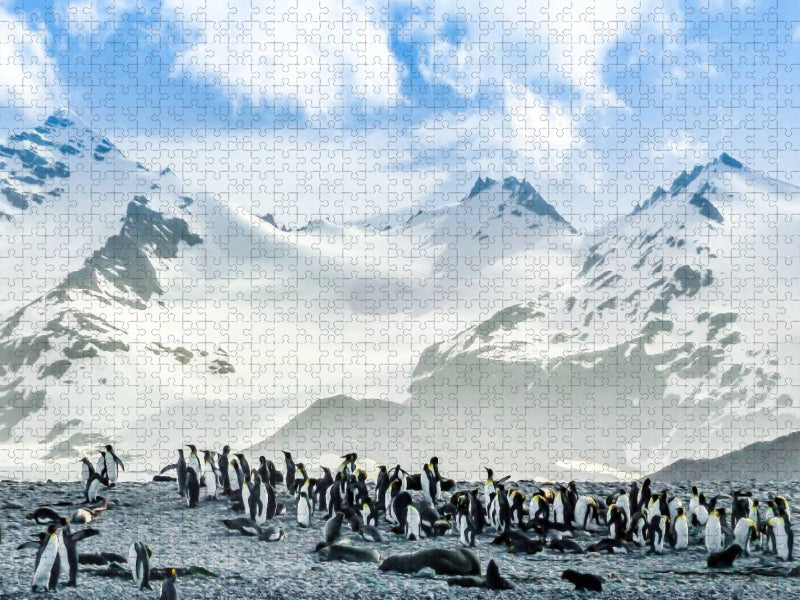 Pinguin Kolonie im Naturparadies Antarktis - CALVENDO Foto-Puzzle'