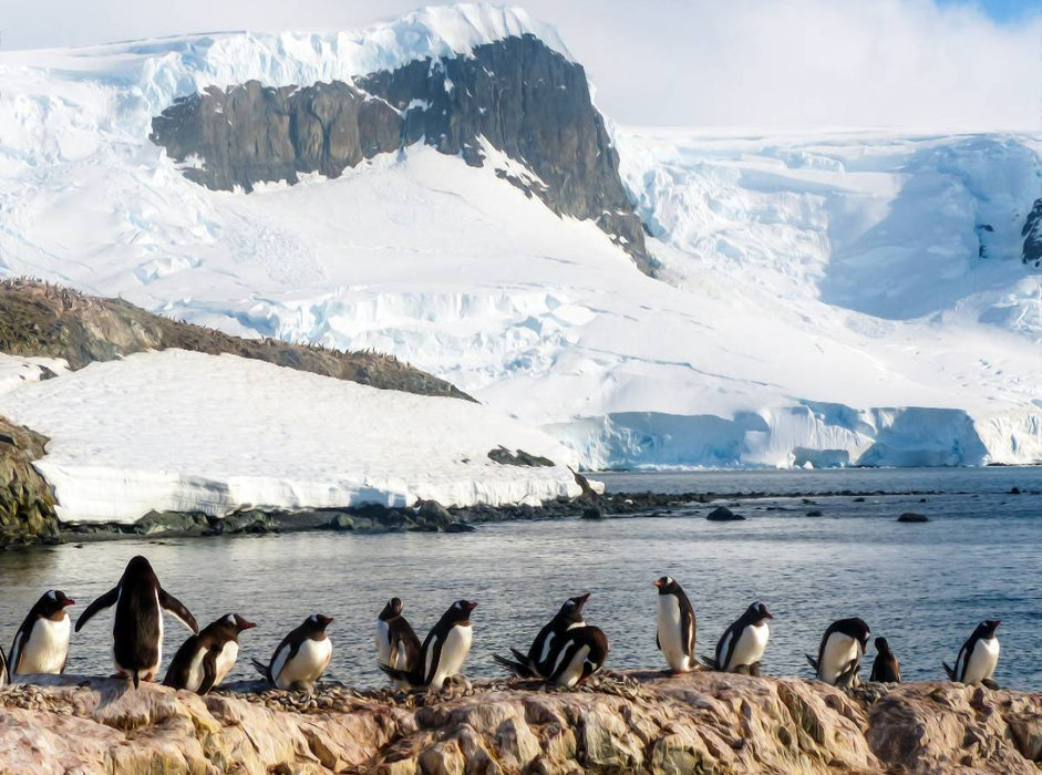 Pinguin Kolonie im Naturparadies Antarktis - CALVENDO Foto-Puzzle'