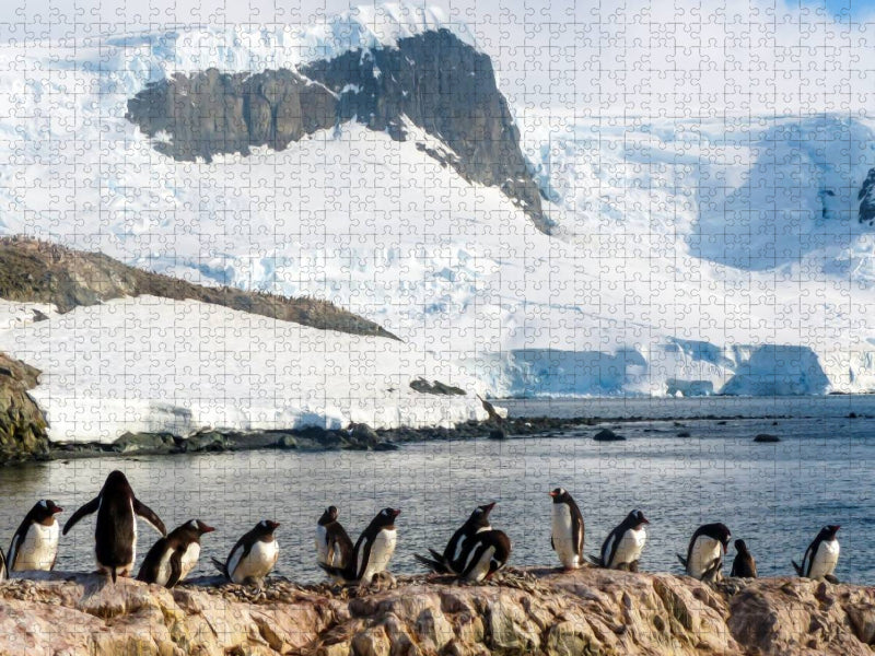 Pinguin Kolonie im Naturparadies Antarktis - CALVENDO Foto-Puzzle'