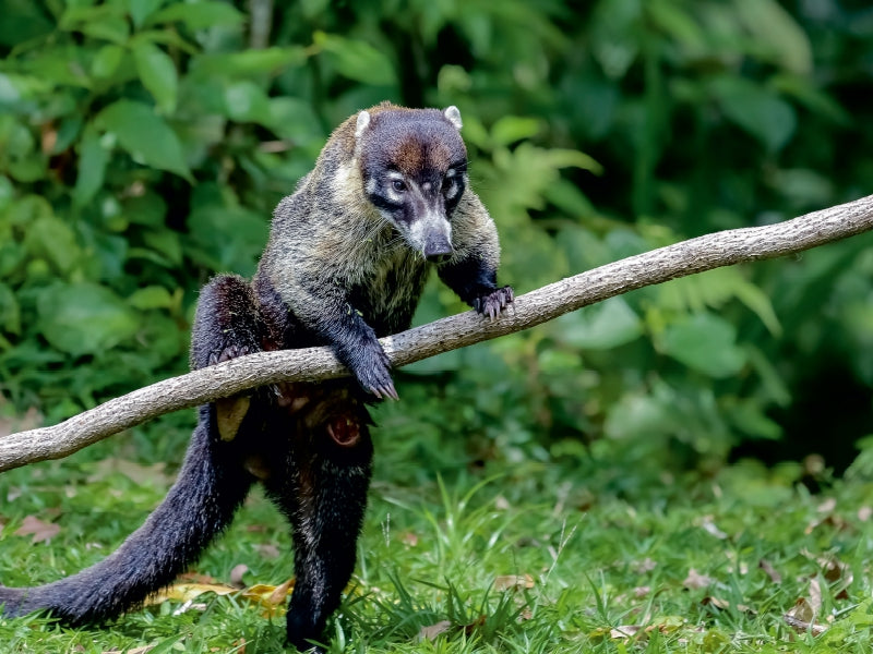 Nasua, der Nasenbär 1000 Teile Puzzle quer - CALVENDO Foto-Puzzle'