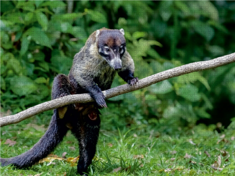 Nasua, der Nasenbär 1000 Teile Puzzle quer - CALVENDO Foto-Puzzle'