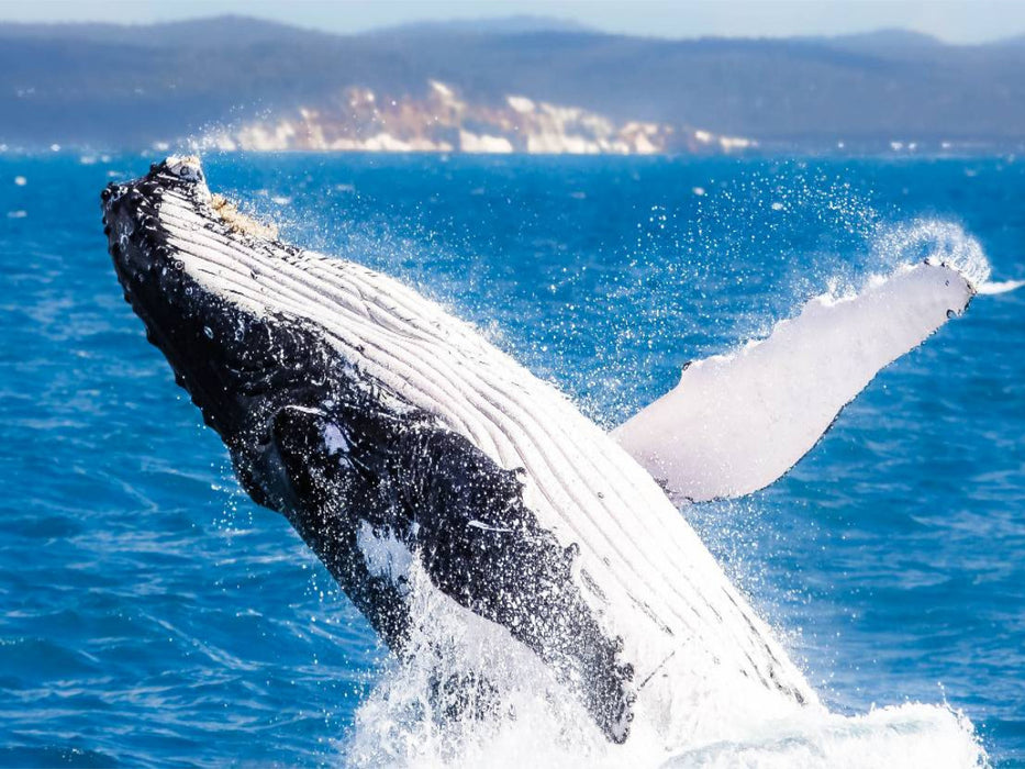 Buckelwal bei Hervey Bay - CALVENDO Foto-Puzzle'