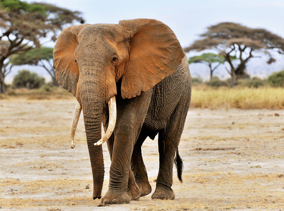 Éléphant à Amboseli - Puzzle photo CALVENDO 