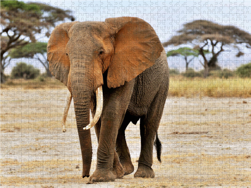 Éléphant à Amboseli - Puzzle photo CALVENDO 