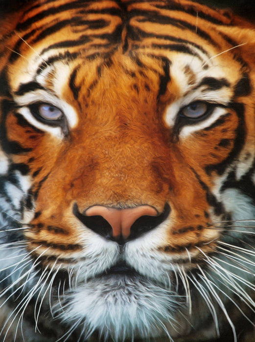 Tiger Portrait - CALVENDO Foto-Puzzle'