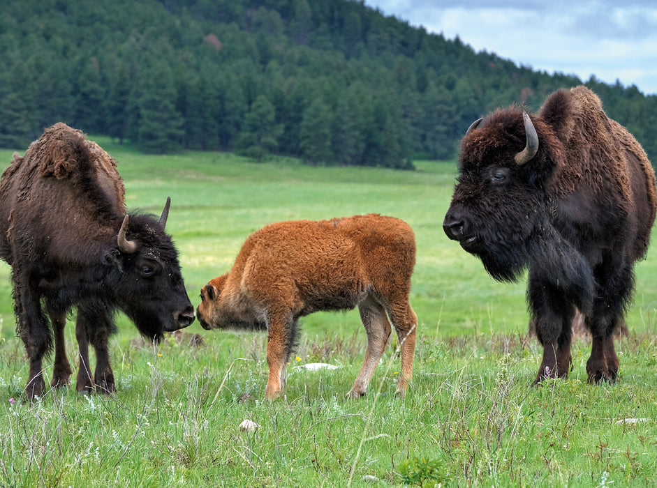 Bison Familie im Custer State Park 2000 Teile Puzzle quer - CALVENDO Foto-Puzzle'