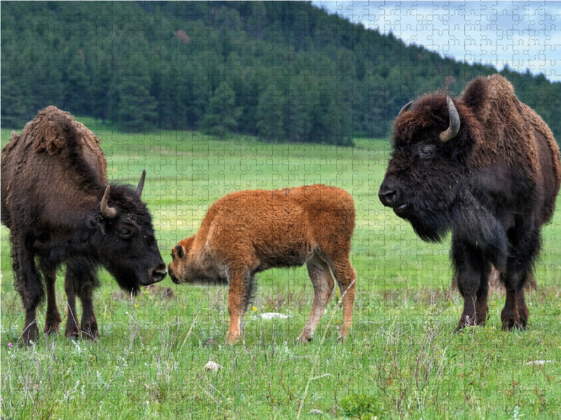 Bison Familie im Custer State Park 2000 Teile Puzzle quer - CALVENDO Foto-Puzzle'