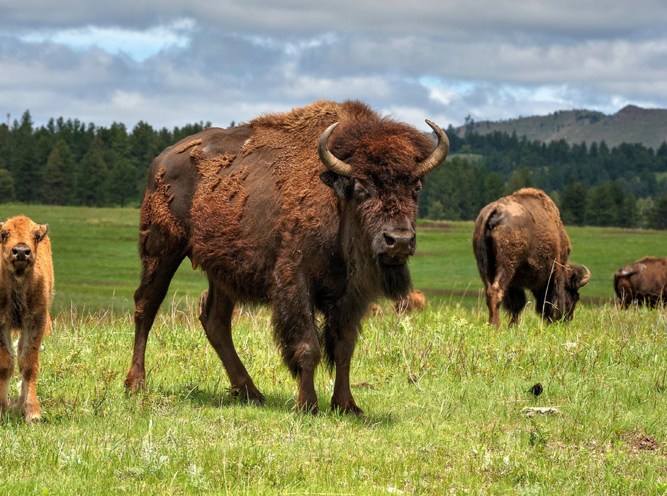 Bison Familie im Custer State Park 2000 Teile Puzzle quer - CALVENDO Foto-Puzzle'