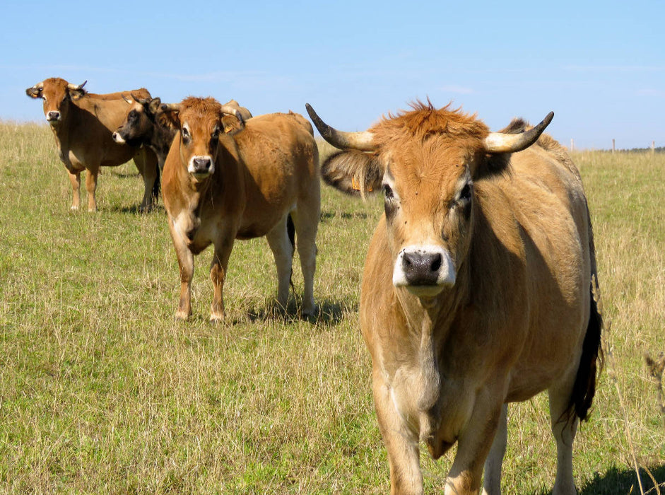 Bovins Aubrac - Puzzle photo CALVENDO 