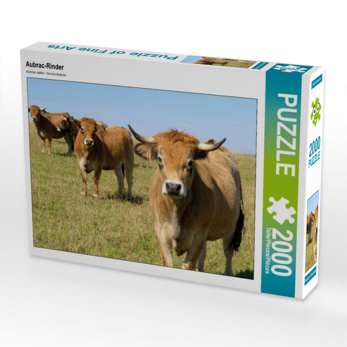 Bovins Aubrac - Puzzle photo CALVENDO 