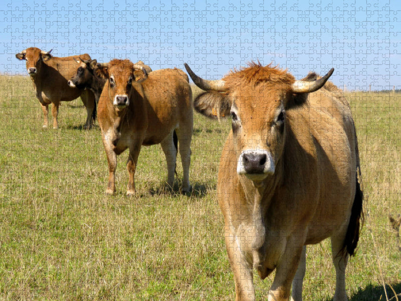 Bovins Aubrac - Puzzle photo CALVENDO 