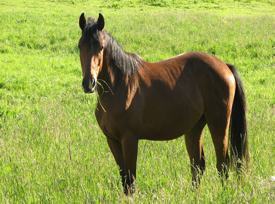 Pferd auf der Weide 2000 Teile Puzzle quer - CALVENDO Foto-Puzzle'