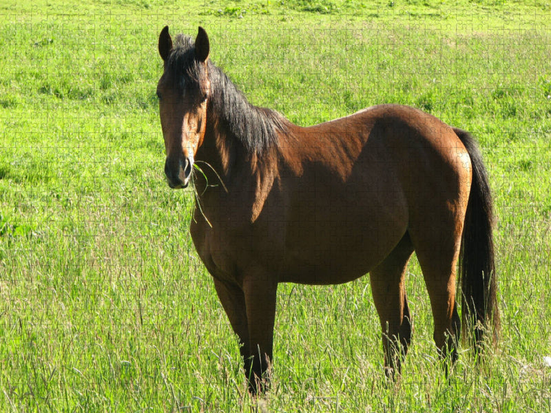Pferd auf der Weide 2000 Teile Puzzle quer - CALVENDO Foto-Puzzle'