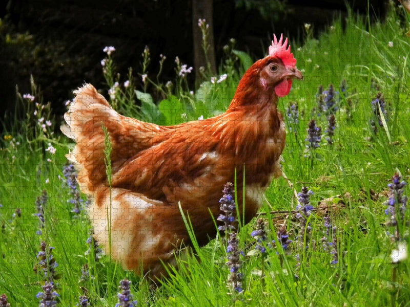 Huhn im Garten 2000 Teile Puzzle quer - CALVENDO Foto-Puzzle'