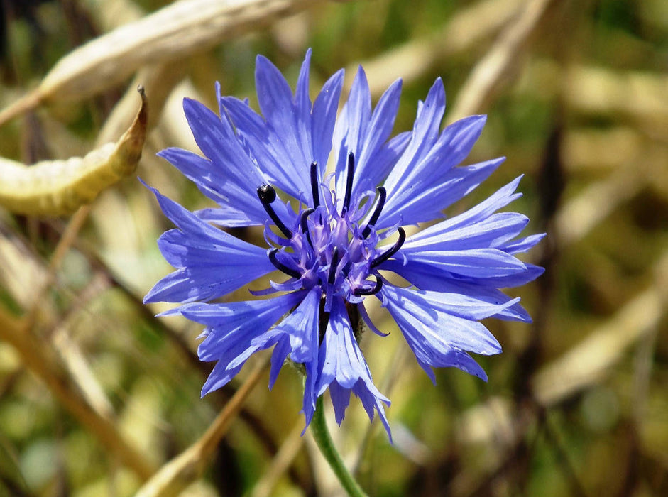 Ein Motiv aus dem Kalender Kornblumen - Blaue Schönheiten 2000 Teile Puzzle quer - CALVENDO Foto-Puzzle'