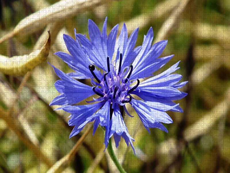 Ein Motiv aus dem Kalender Kornblumen - Blaue Schönheiten 2000 Teile Puzzle quer - CALVENDO Foto-Puzzle'