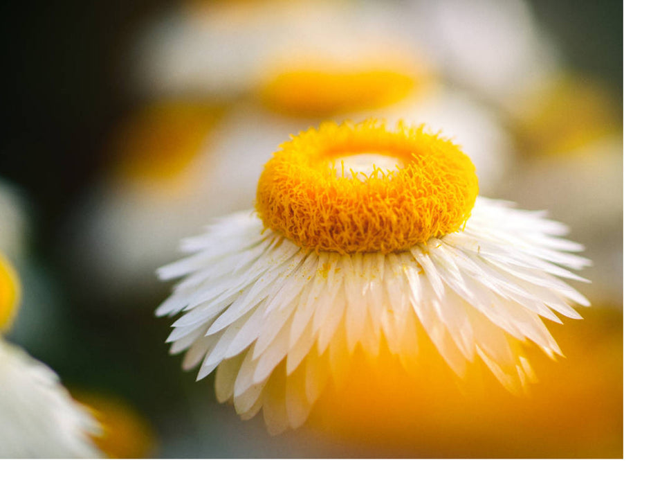 White Orange - CALVENDO Foto-Puzzle'
