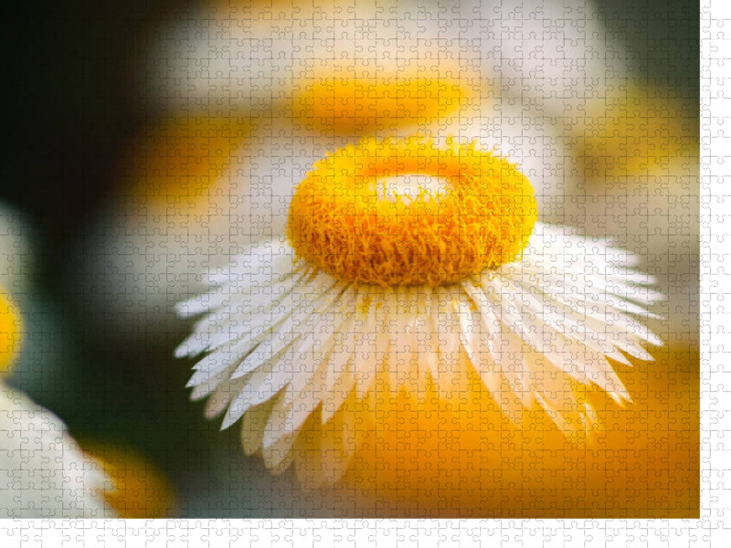 White Orange - CALVENDO Foto-Puzzle'