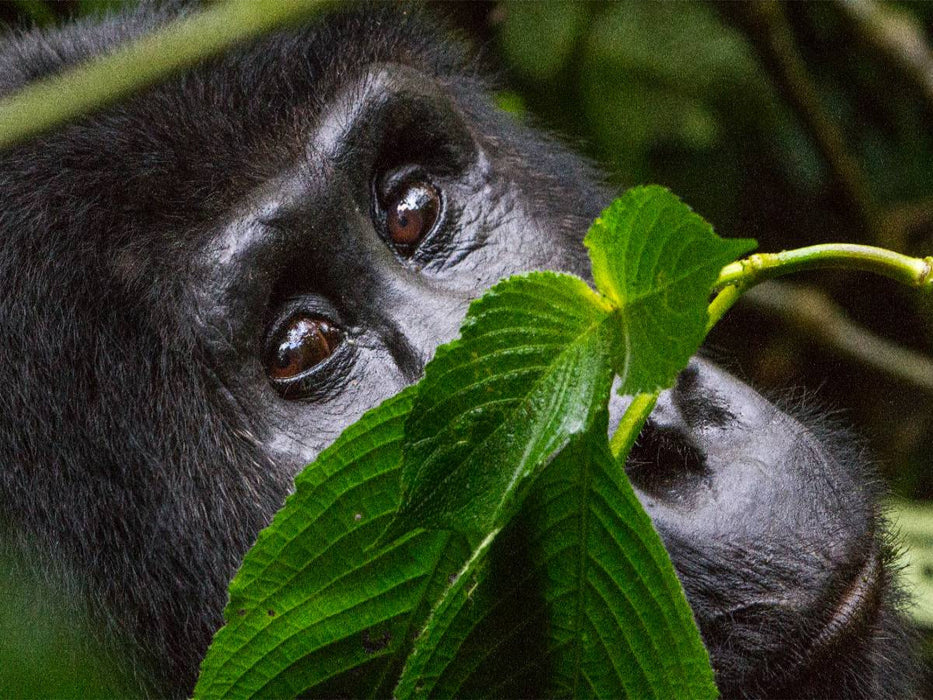 Watching you - CALVENDO Foto-Puzzle'