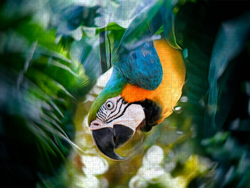 Ara Papagei - CALVENDO Foto-Puzzle'