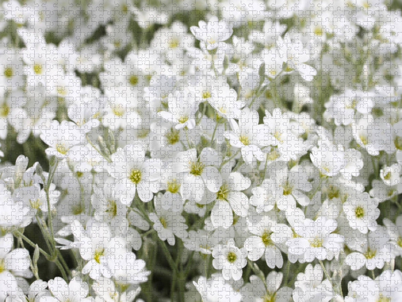Filziges Hornkraut - CALVENDO Foto-Puzzle'