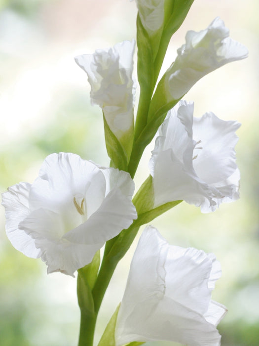 Weiße Gladiole 1000 Teile Puzzle hoch - CALVENDO Foto-Puzzle'