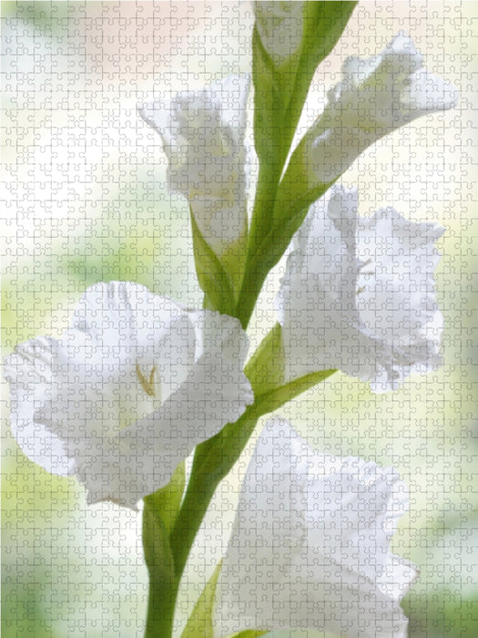 Weiße Gladiole 1000 Teile Puzzle hoch - CALVENDO Foto-Puzzle'