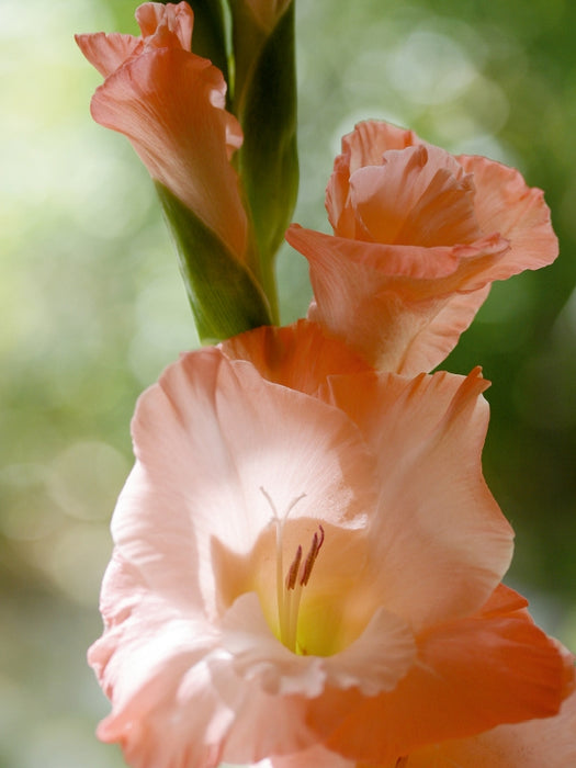 Gladiolus - CALVENDO photo puzzle 