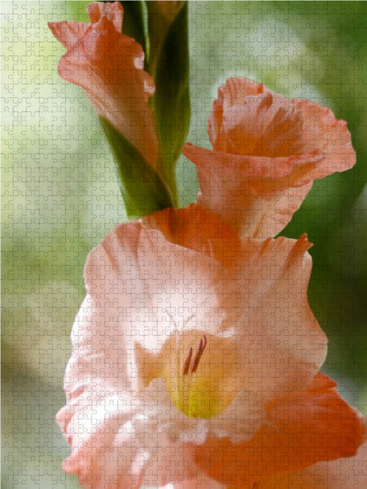 Gladiolus - CALVENDO photo puzzle 