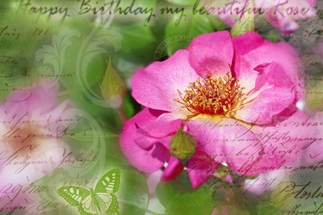 Premium Textil-Leinwand Geburtstagsgruß an Rose