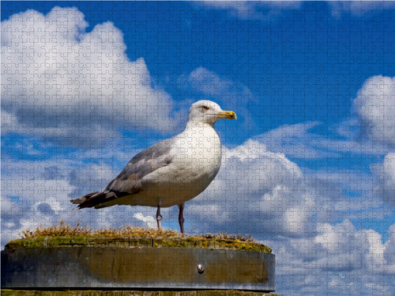 Silbermöwe 1000 Teile Puzzle quer - CALVENDO Foto-Puzzle'