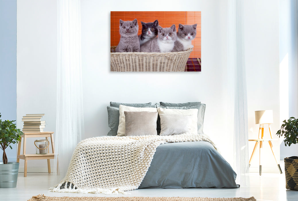 Toile textile premium Toile textile premium 120 cm x 80 cm paysage Un motif du calendrier Chat Enfants British Shorthair 