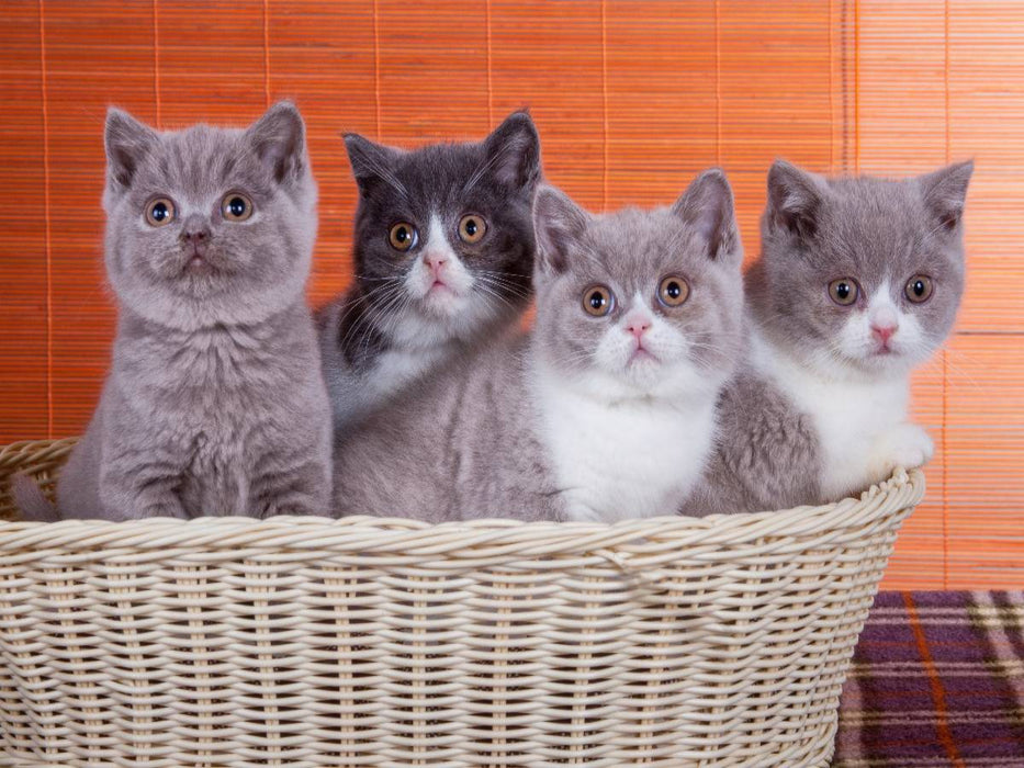 Ein Motiv aus dem Kalender Katzenkinder Britisch Kurzhaar - CALVENDO Foto-Puzzle'