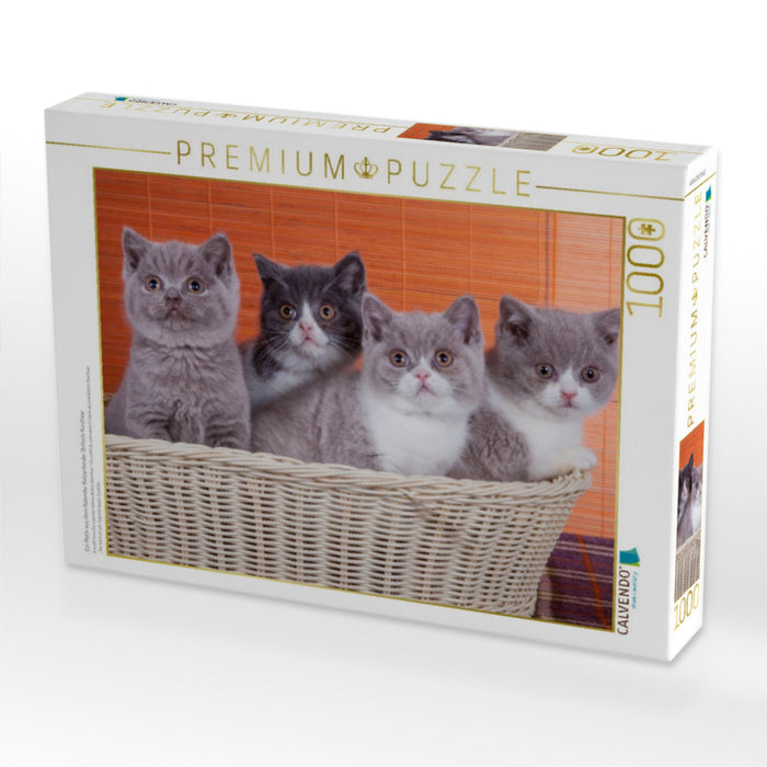 Ein Motiv aus dem Kalender Katzenkinder Britisch Kurzhaar - CALVENDO Foto-Puzzle'