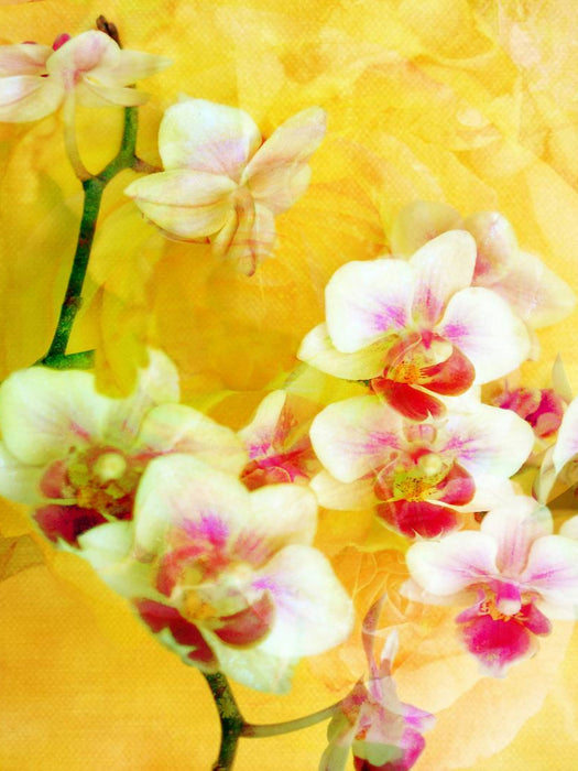 Sonnige Orchideen - CALVENDO Foto-Puzzle'