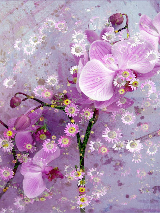 Verspielte Romantische Rosa Orchidee - CALVENDO Foto-Puzzle'