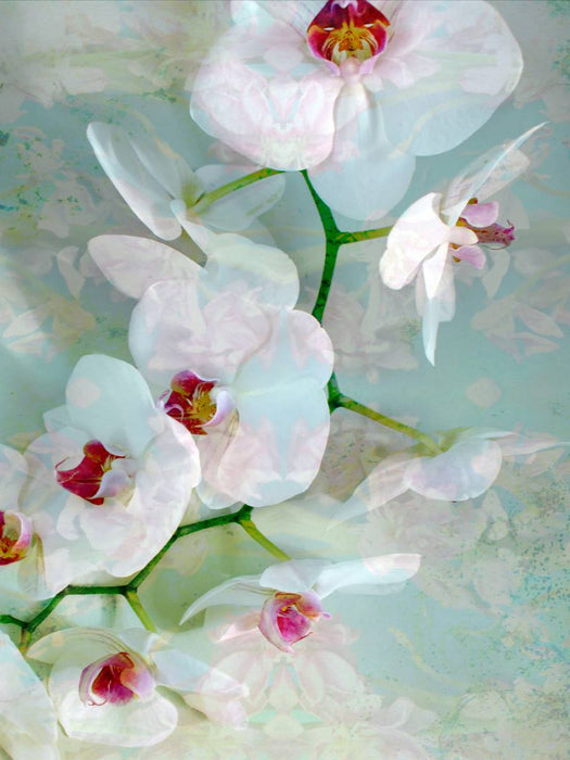 White Blue Orchid - CALVENDO photo puzzle 