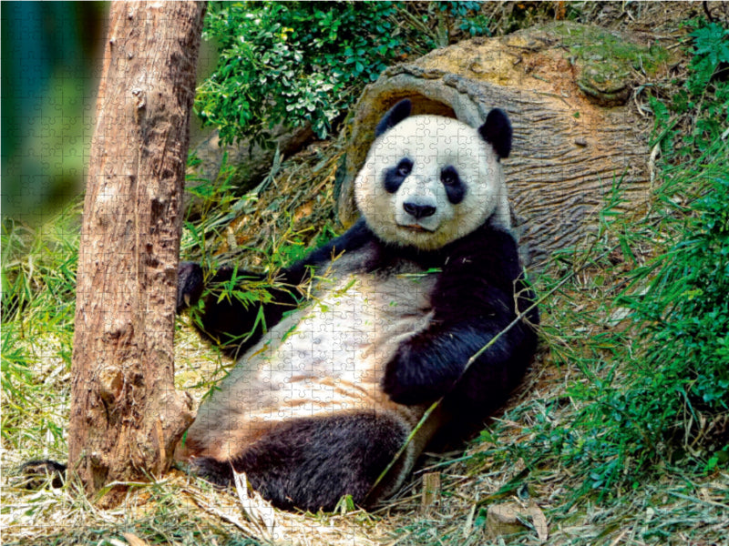Niedlicher Panda 1000 Teile Puzzle quer - CALVENDO Foto-Puzzle'