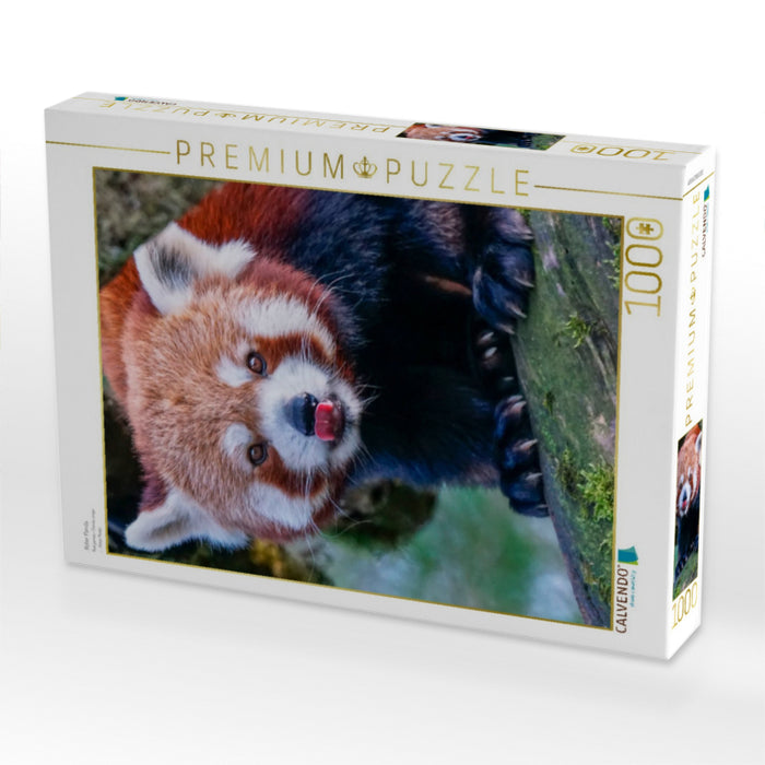 Panda roux - Puzzle photo CALVENDO 