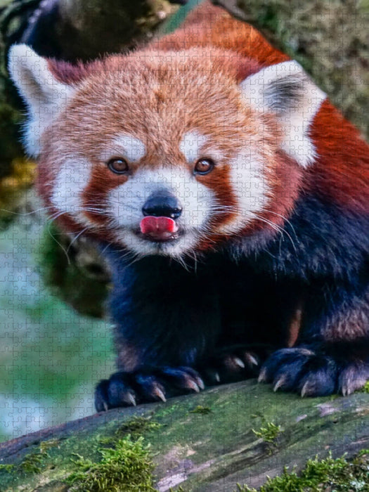 Panda roux - Puzzle photo CALVENDO 