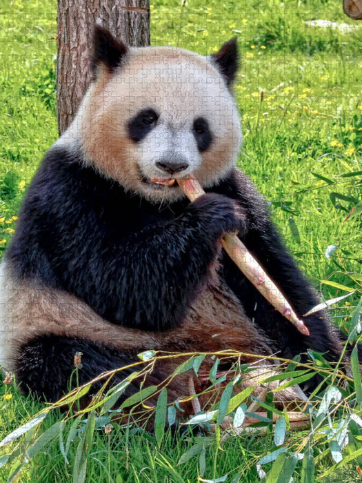 Panda - CALVENDO photo puzzle 