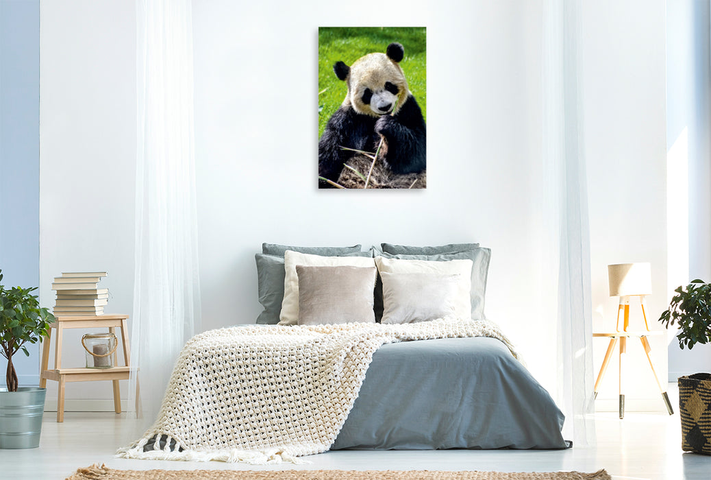 Premium Textil-Leinwand Premium Textil-Leinwand 80 cm x 120 cm  hoch Panda