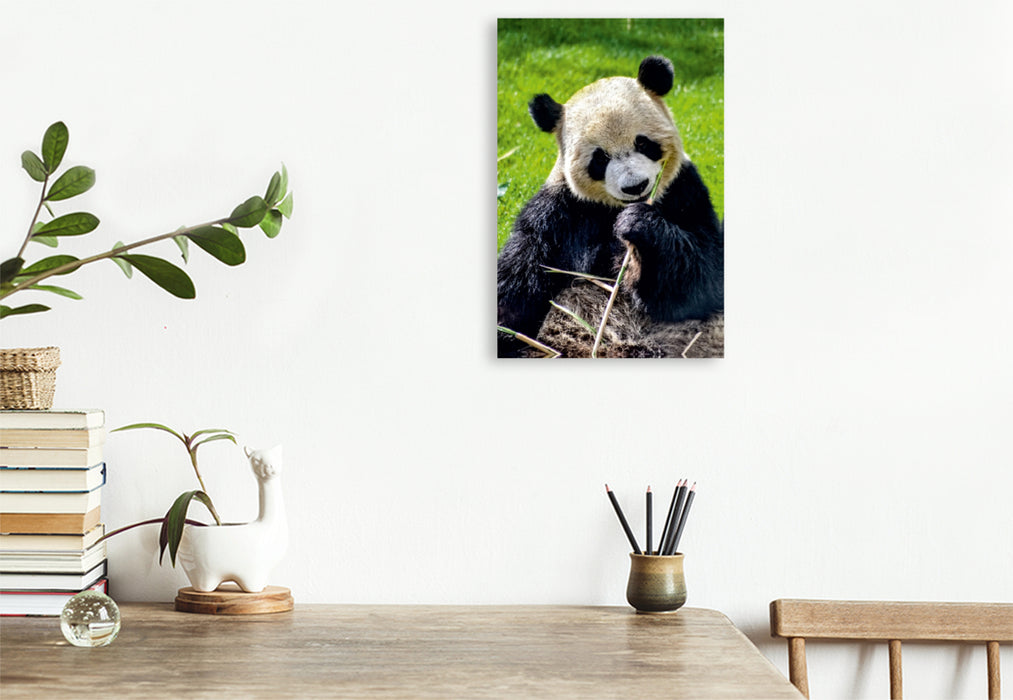 Premium Textil-Leinwand Premium Textil-Leinwand 80 cm x 120 cm  hoch Panda