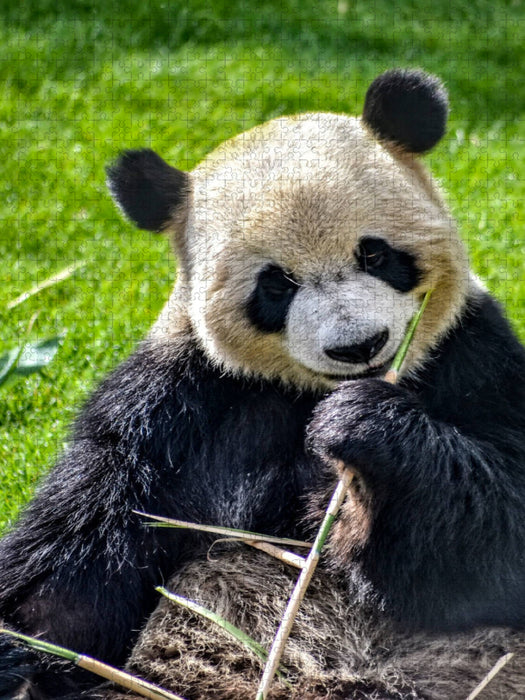 Panda - CALVENDO Foto-Puzzle'