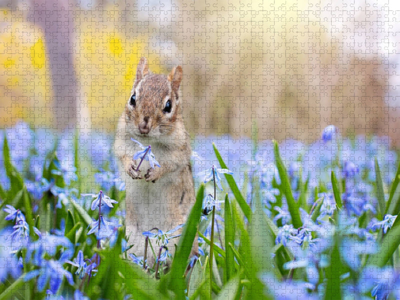 Streifenhörnchen auf der Frühlingswiese - CALVENDO Foto-Puzzle'