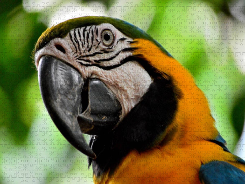 Papagei - CALVENDO Foto-Puzzle'