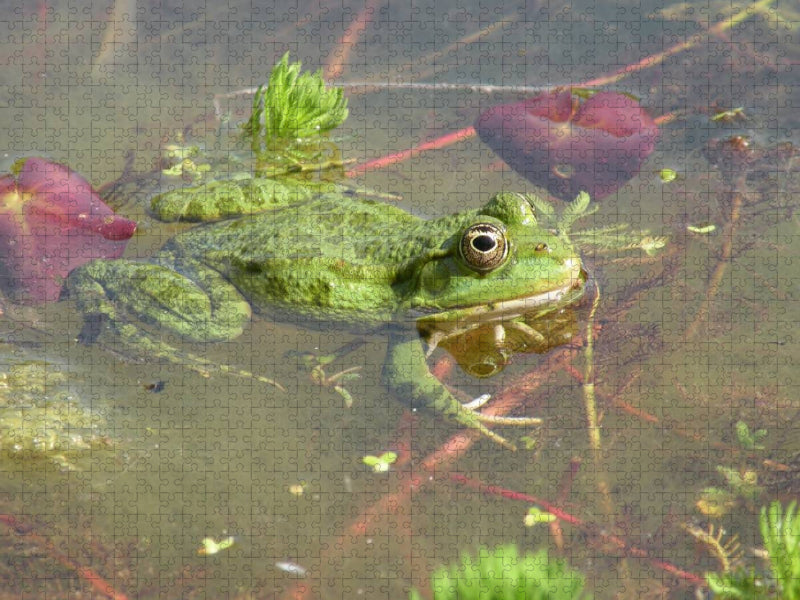 Faul vor sich hintümpeln wäre absolut angesagt! - CALVENDO Foto-Puzzle'