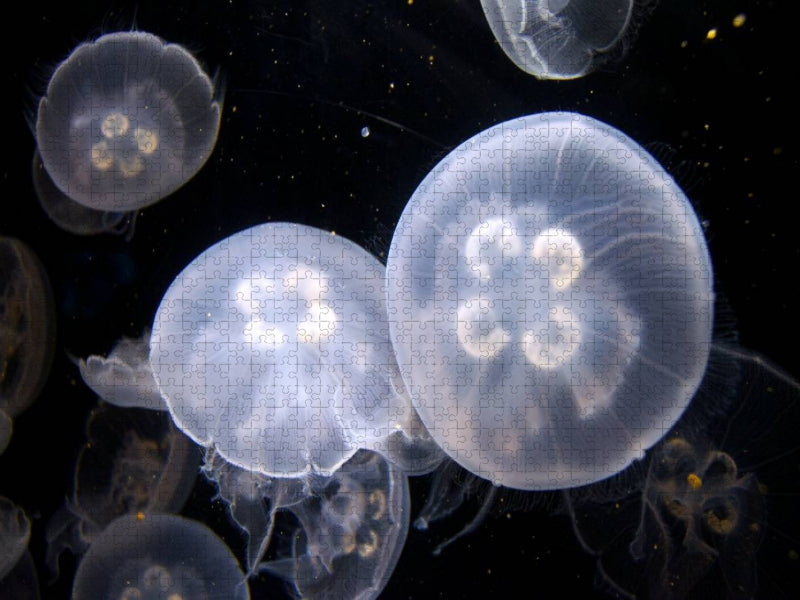 Ein Motiv aus dem Kalender Quallen. Die Welt der Medusen - CALVENDO Foto-Puzzle'