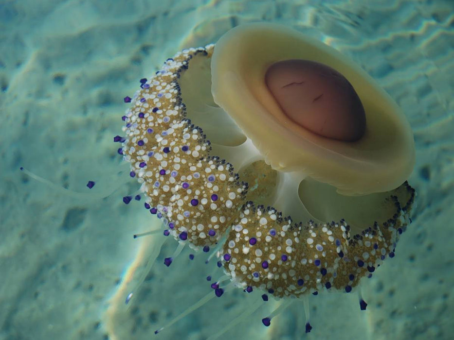 Ein Motiv aus dem Kalender Quallen. Die Welt der Medusen - CALVENDO Foto-Puzzle'